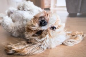 Hundehaftpflicht