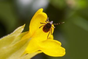 Für dieses Jahr wird eine wahre Zeckenplage prognostiziert. Damit steigt auch das Risiko einer FSME- oder Borreliose-Erkrankung beträchtlich, denn beide werden von Zecken übertragen. FSME (Frühsommer-Meningoenzephalitis) nimmt in etwa jedem dritten Fall einen schweren Verlauf, das Risikogebiet dehnt sich stetig über Bayern und Baden-Württemberg nach Norden aus.